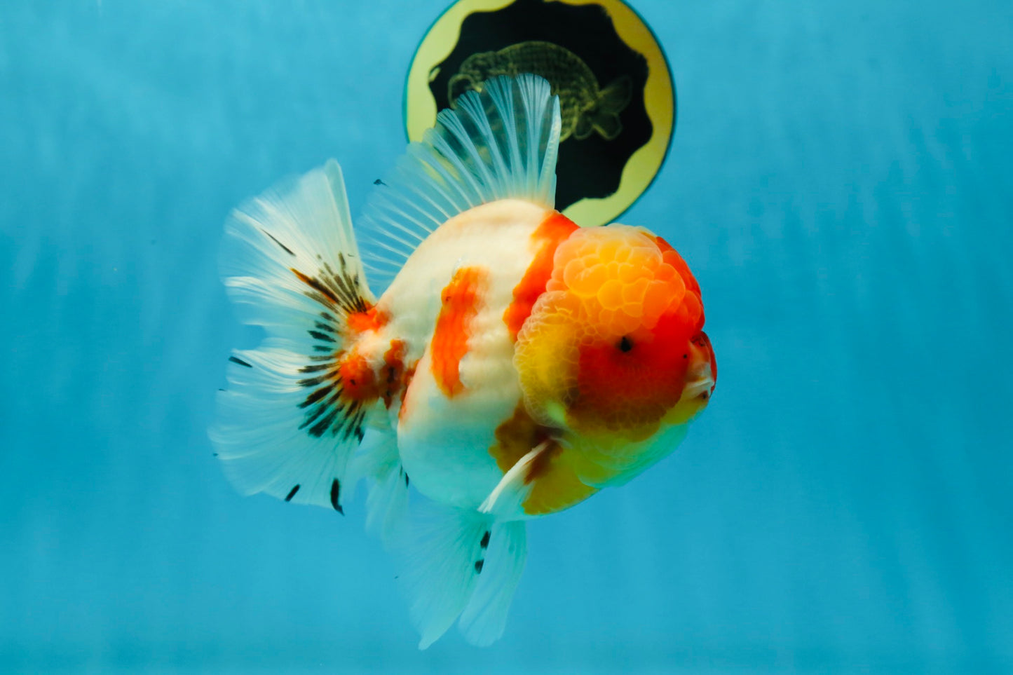 AAA Grade Godzilla Kohaku Sakura Oranda Male 5-5.5 inches #050925OR_56