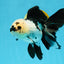 A Grade Panda Oranda Female 5.5-6 inches #121324OR_16