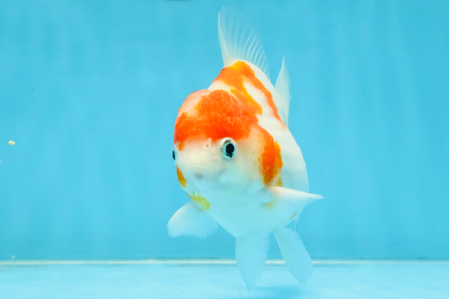 FANCY A Grade Kohaku Sakura Yuanbao Male 4.5-5 inches #112825YB_19