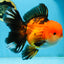 NEMO AAA Grade Apache Oranda Male 6.5 inches  #082225OR_09
