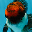 A Grade Fire Tricolor Oranda Female 5 inches #050225OR_02