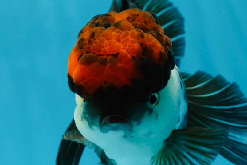 A Grade Fire Tricolor Oranda Female 5 inches #050225OR_02