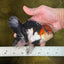 AAA Grade Mustache Tricolor Oranda Male 5.5 inches #020725OR_33