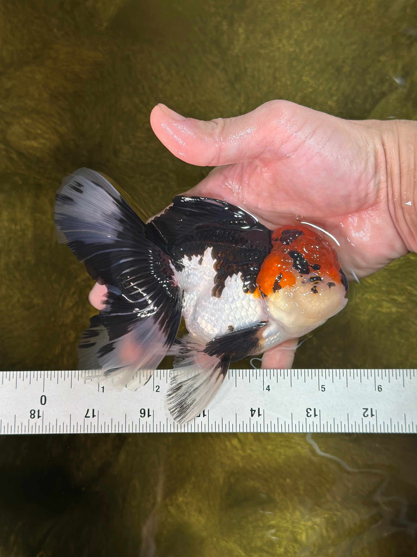 AAA Grade Mustache Tricolor Oranda Male 5.5 inches #020725OR_33