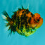 A Grade Tiger Yuanbao Male 4.5 inches #101626YB_34