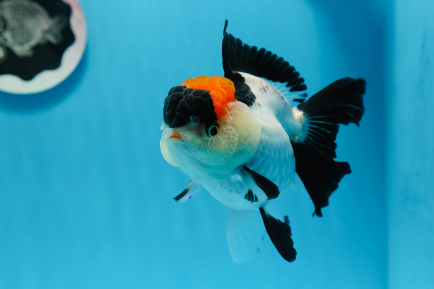 A Grade Tricolor Red Head Oranda Female 4.5 inches #0830OR_05