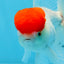 A Grade Red Cap Oranda Male 4.5 inches #0913OR_05