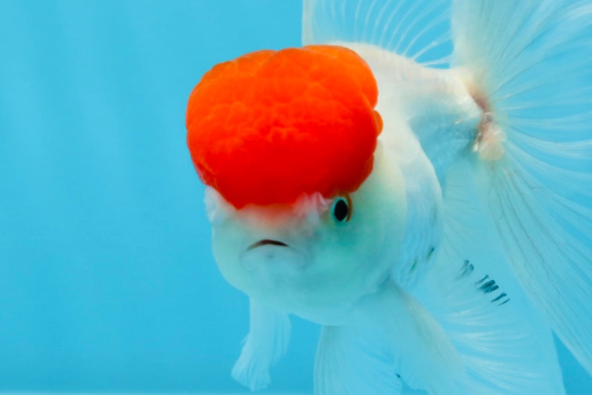 Oranda mâle à casquette rouge de catégorie A, 4,5 pouces #0913OR_05