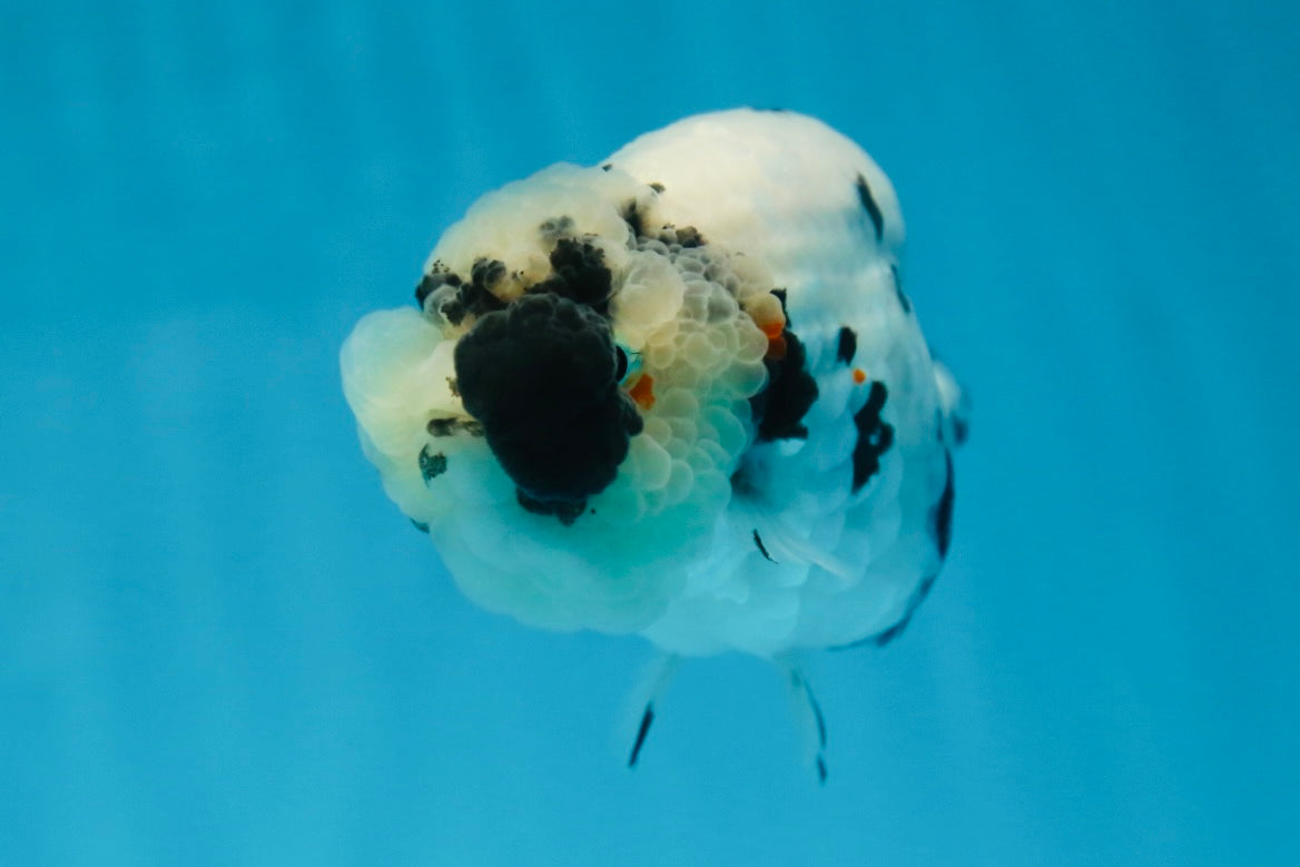 SPECIAL YIN-YANG AAA Grade Cow LionQueen 4 inches #081525LC_03