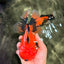 CHARLIE A Grade Apache Oranda Female 6-6.5 inches #080726OR_06