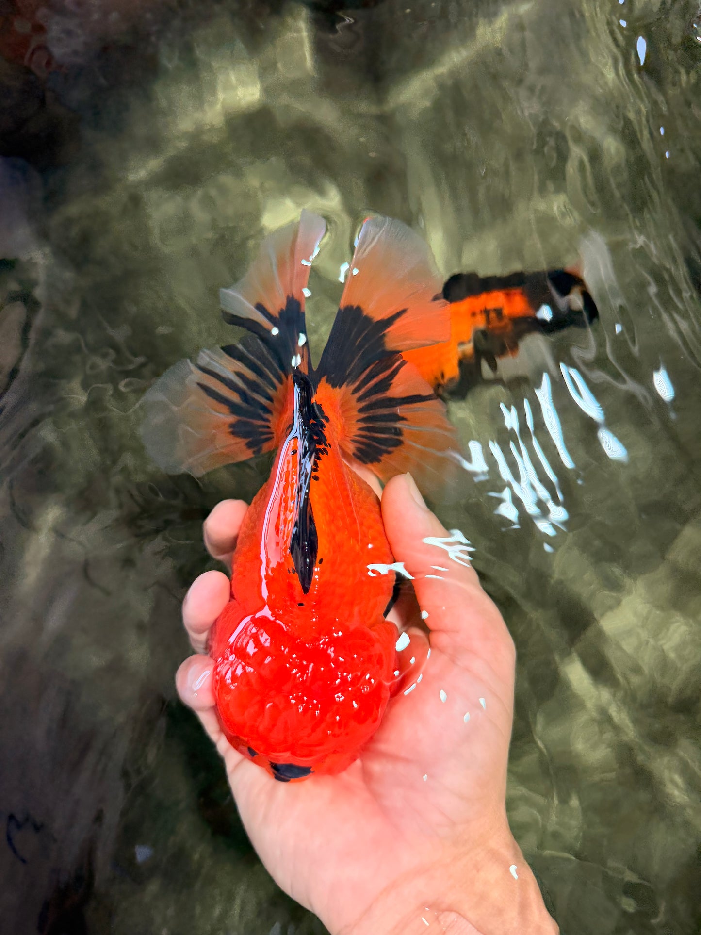 CHARLIE A Grade Apache Oranda Female 6-6.5 inches #080726OR_06