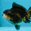 CHUBBY A Grade Tricolor Yuanbao Male 5-5.5 inches #121925YB_10