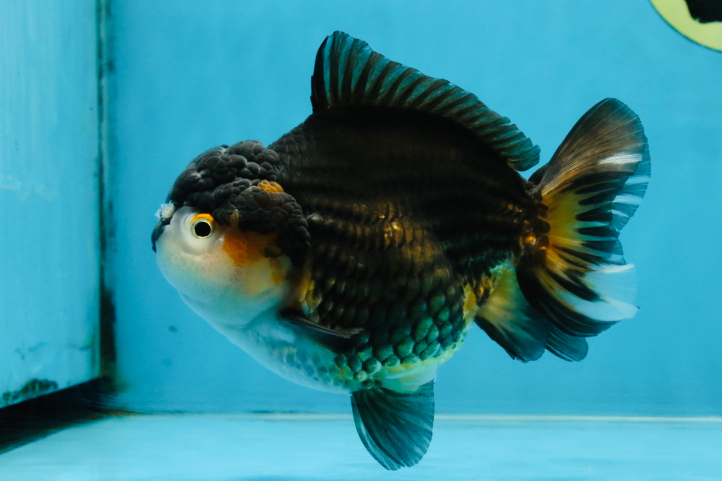 CHUBBY A Grade Tricolor Yuanbao Male 5-5.5 inches #121925YB_10