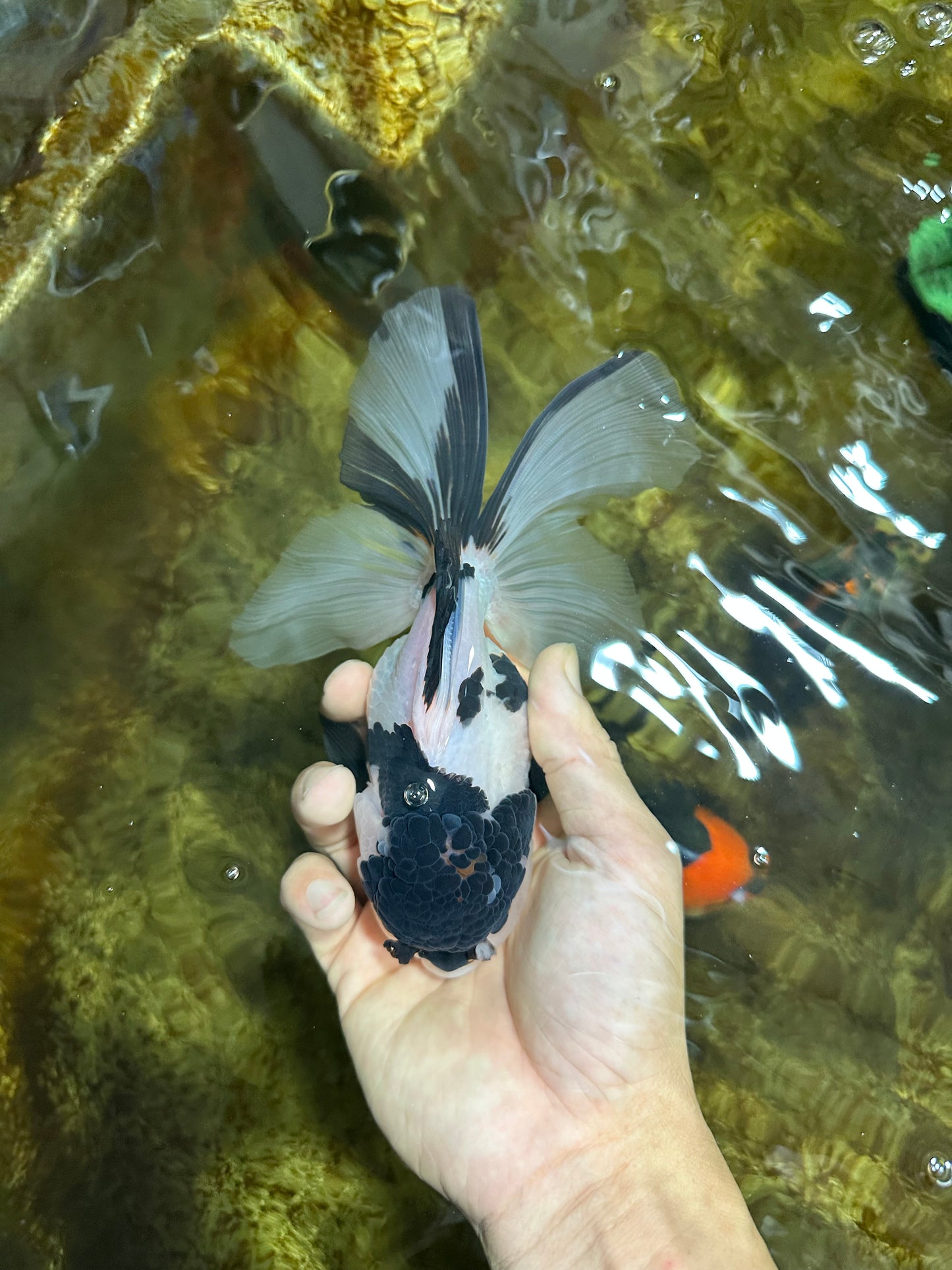 A Grade UNIQUE Panda Oranda Female 6-6.5 inches #091925OR_01