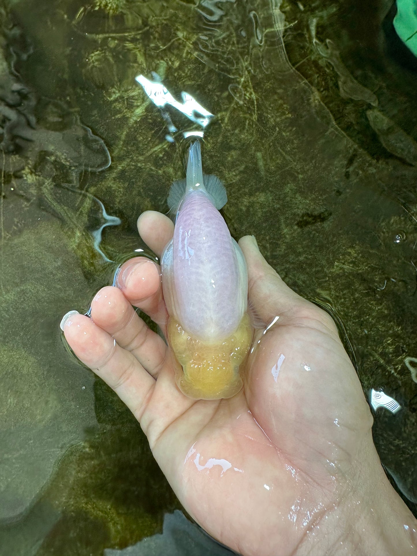 Snow White Sakura Button Eyes Lionchu Male 4-4.5 inches #070425LC_10