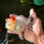 AAA Grade Pom-Poms Tricolor Oranda Male 5 inches #102524OR_08