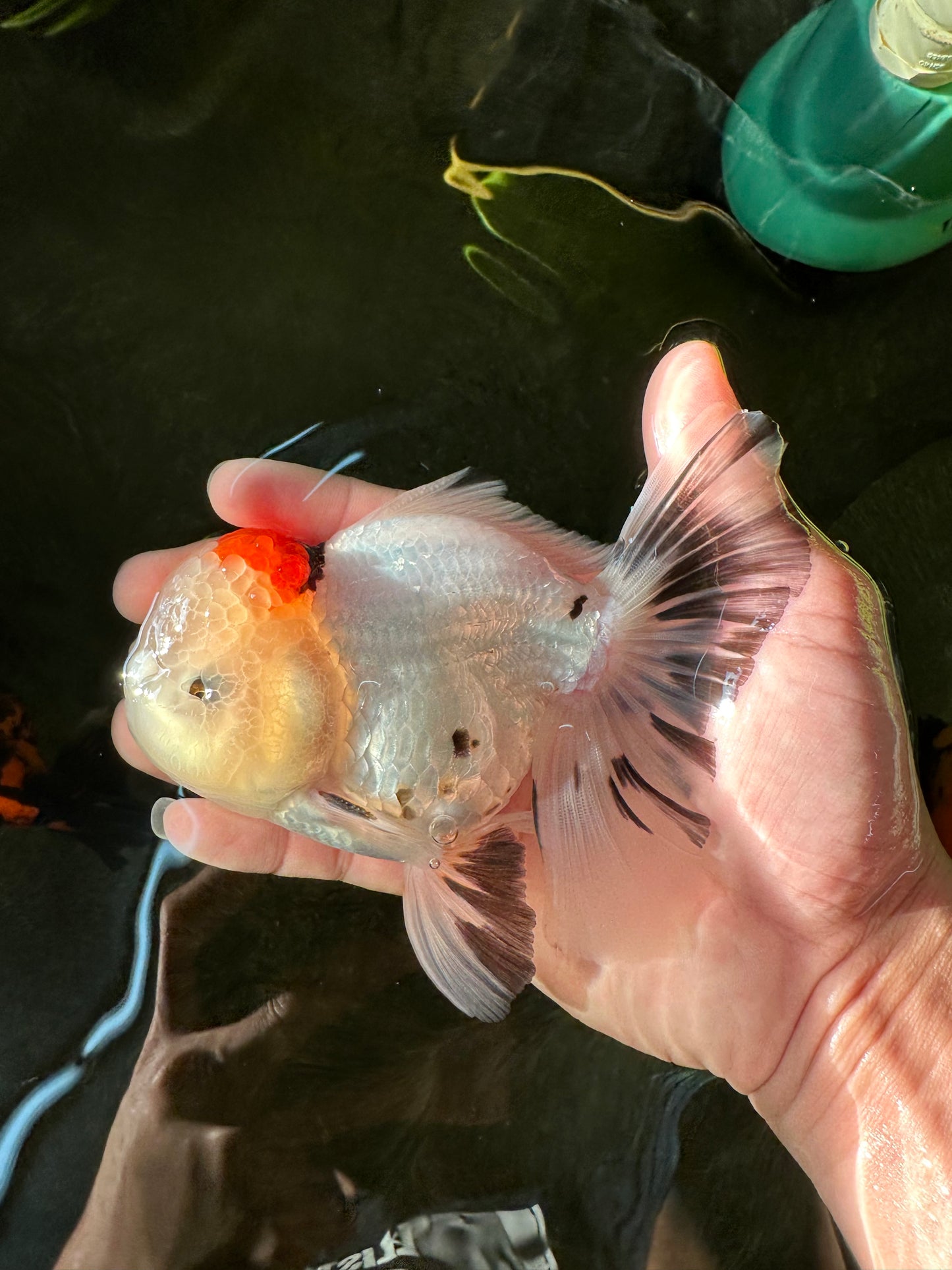 AAA Grade Pom-Poms Tricolor Oranda Male 5 inches #102524OR_08