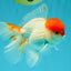 MARIO A Grade Tancho Red White Oranda Male 5-5.5 inches #031326OR_27