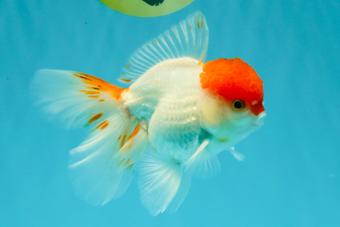 MARIO A Grade Tancho Red White Oranda Male 5-5.5 inches #031326OR_27