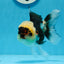 A Grade Wolverine Tricolor Oranda Female 4.5-5 inches #0830OR_03