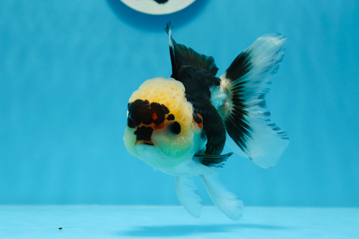 A Grade Wolverine Tricolor Oranda Female 4.5-5 inches #0830OR_03