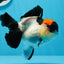 A Grade Tricolor Red Head Oranda Female 4.5 inches #0830OR_05