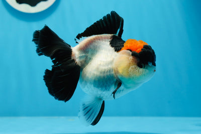 Oranda hembra de cabeza roja tricolor de grado A de 4,5 pulgadas n.° 0830OR_05