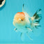 AAA Grade Pom-Poms Tricolor Oranda Male 5 inches #102524OR_08