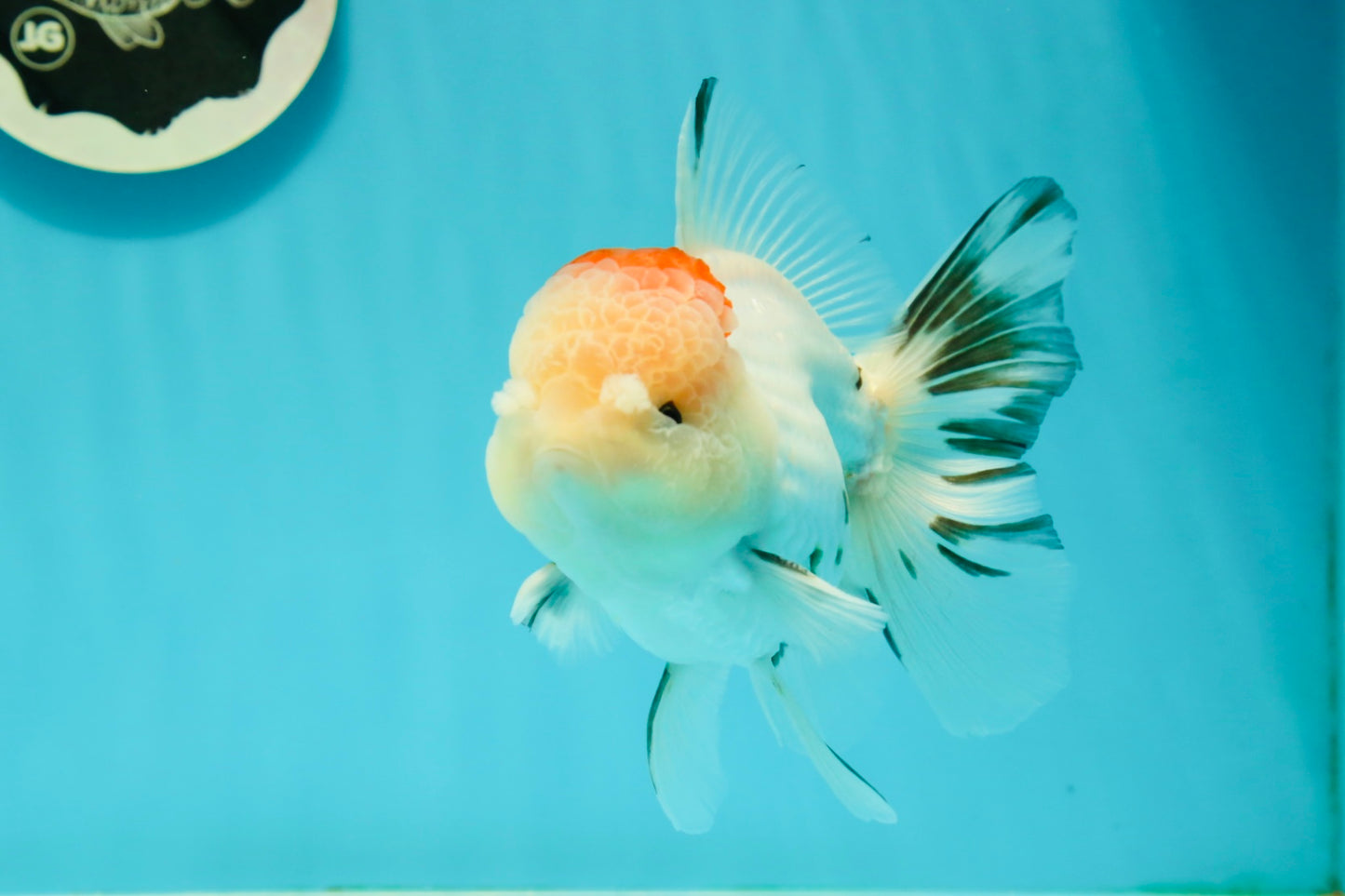 AAA Grade Pom-Poms Tricolor Oranda Male 5 inches #102524OR_08