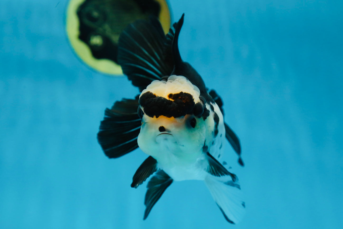 A Grade Panda Button Eyes Oranda Female 5 inches #081525OR_17