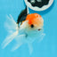 AAA Grade Tricolor Oranda Male 5 inches #0906OR_30