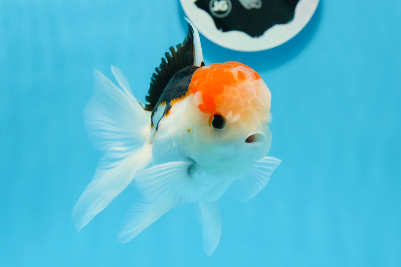 AAA Grade Tricolor Oranda Male 5 inches #0906OR_30