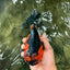 CHUBBY AAA Grade Apache Oranda Female 6-6.5 inches #082126OR_11