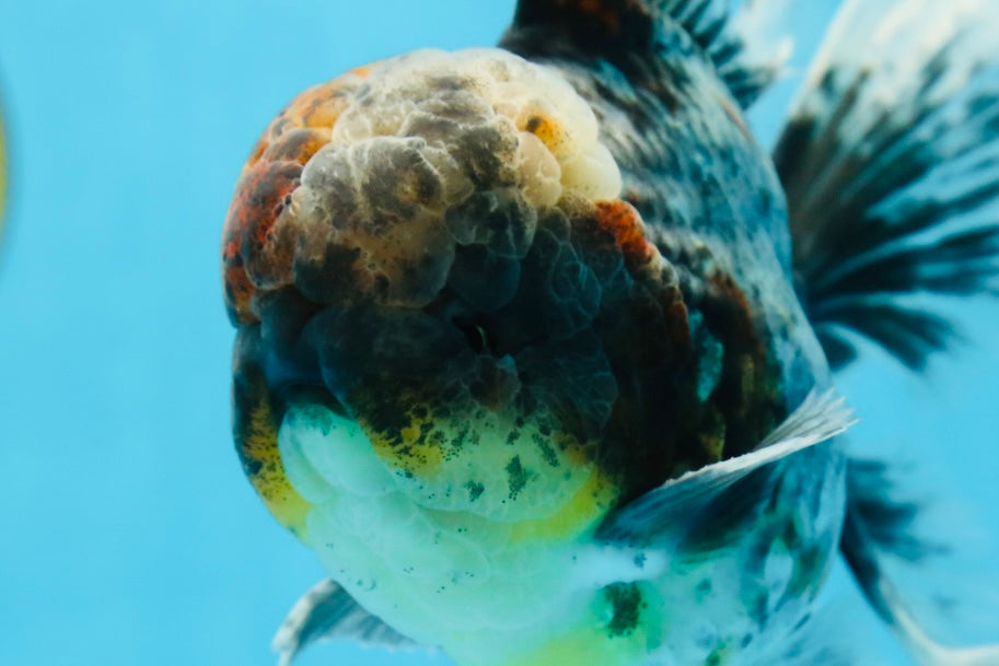 A Grade Kirin Oranda Male 6 inches #080125OR_09