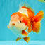 BULLDOG AAA Grade Red White Yuanbao Male 6 inches #070326YB_02