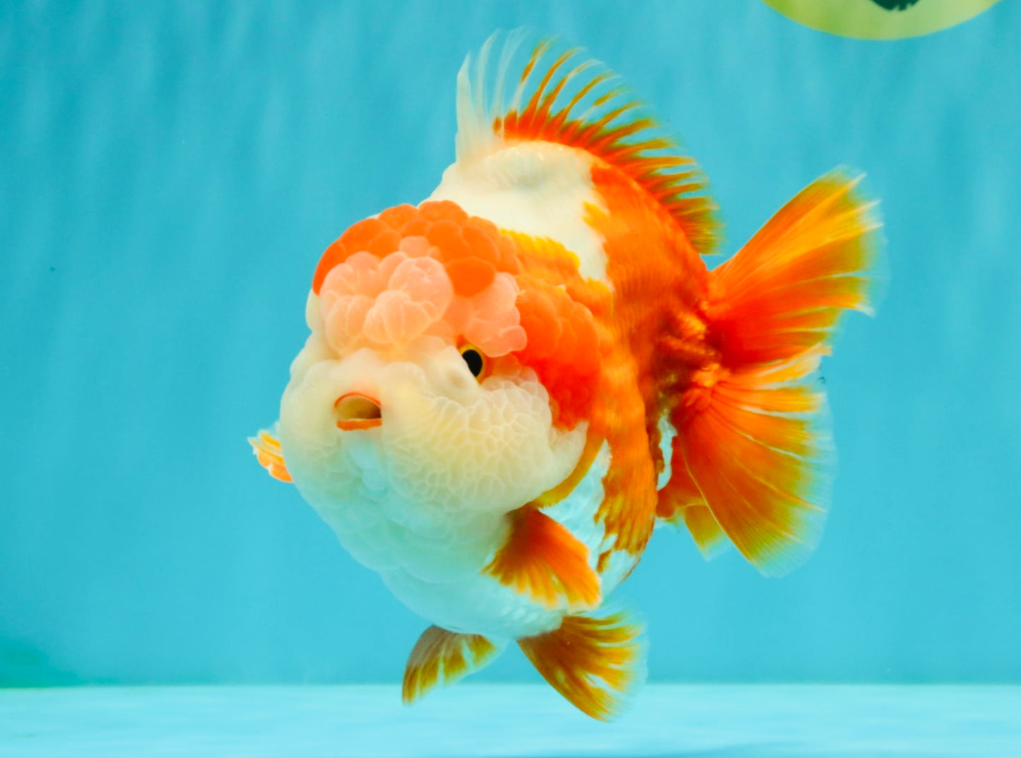 BULLDOG AAA Grade Red White Yuanbao Male 6 inches #070326YB_02