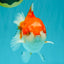 CHUBBY AAA Grade Red White Yuanbao Male 5.5 inches #050826YB_07