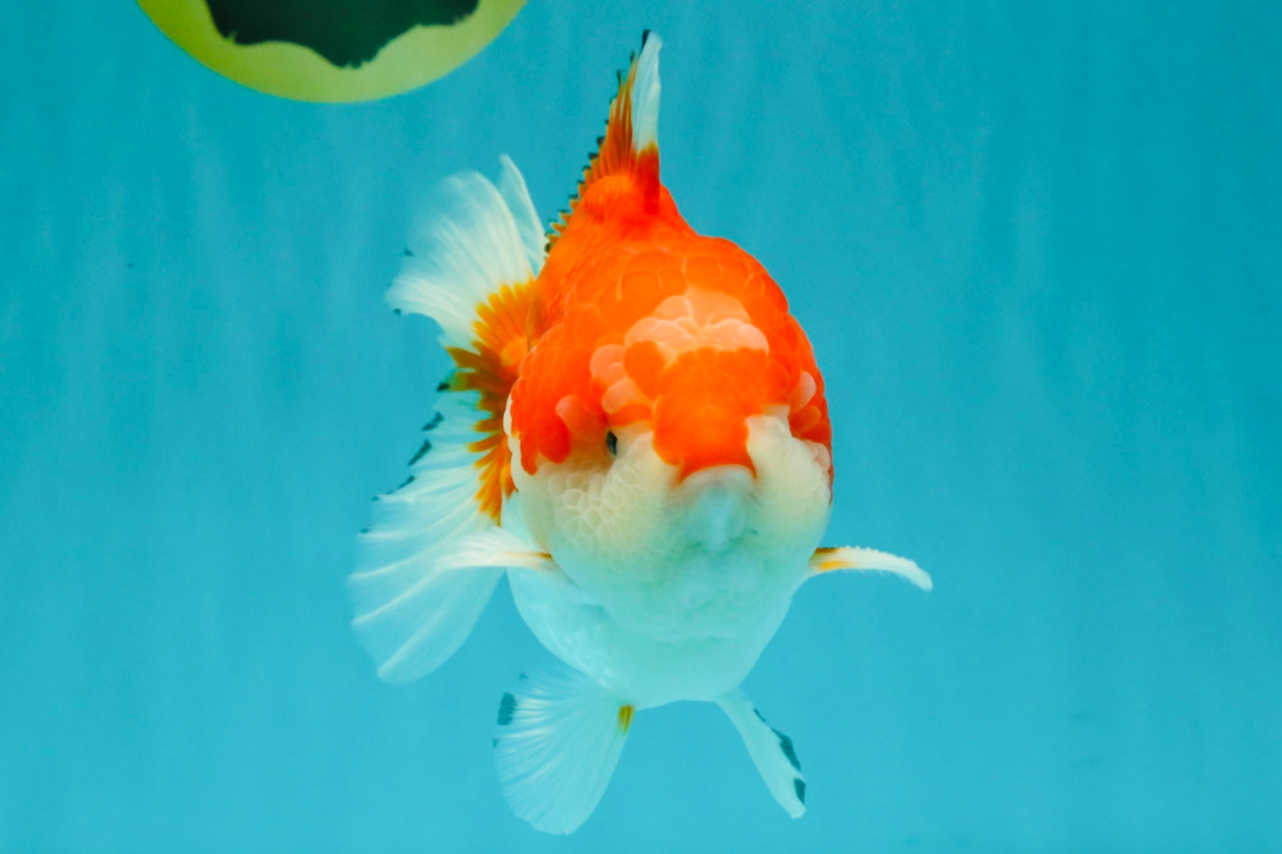 CHUBBY AAA Grade Red White Yuanbao Male 5.5 inches #050826YB_07