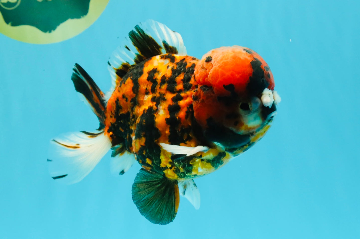 A Grade Pompom 2 Tone Yuanbao Male 5.5 inches #030626YB_14