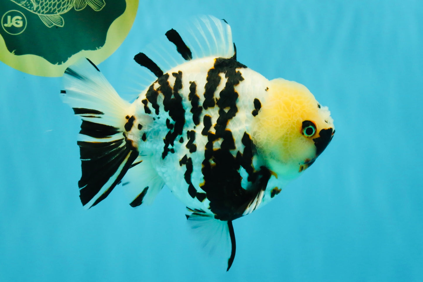 A Grade Special White Tiger Yuanbao Female 6 inches #022726YB_08