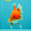 AAA Grade Red White Oranda Male 5-5.5 inches #073126OR_08