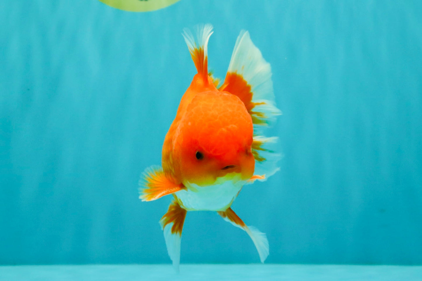 AAA Grade Red White Oranda Male 5-5.5 inches #073126OR_08