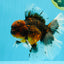 AAA Grade Dark Kirin Long Tail Oranda Male 6.5-7 inches #022726OR_09