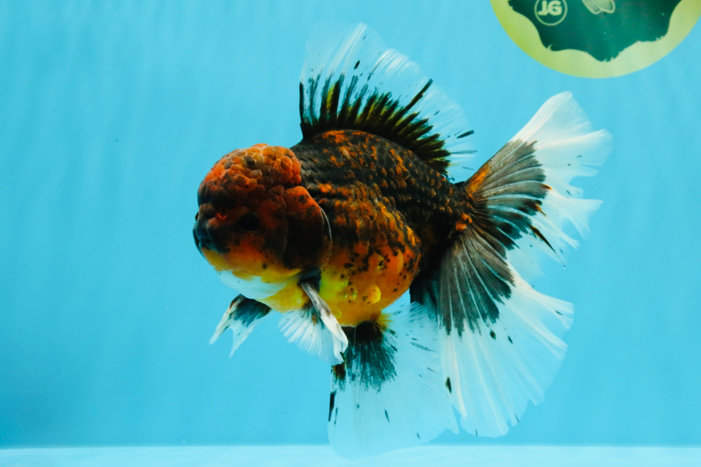AAA Grade Dark Kirin Long Tail Oranda Male 6.5-7 inches #022726OR_09