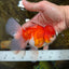 A Grade Sakura Oranda Female 5.5  inches #071125OR_09