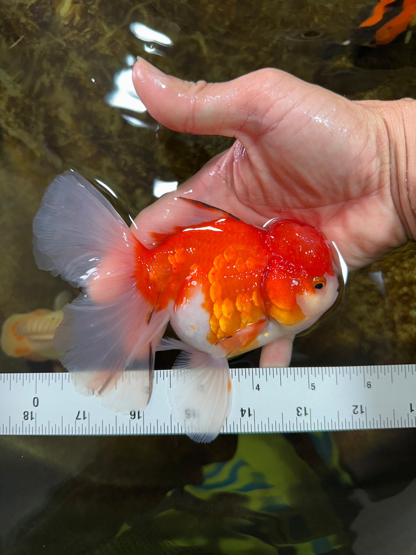 A Grade Sakura Oranda Female 5.5  inches #071125OR_09