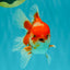 A Grade Red White Oranda Male 5.5  inches #073126OR_10