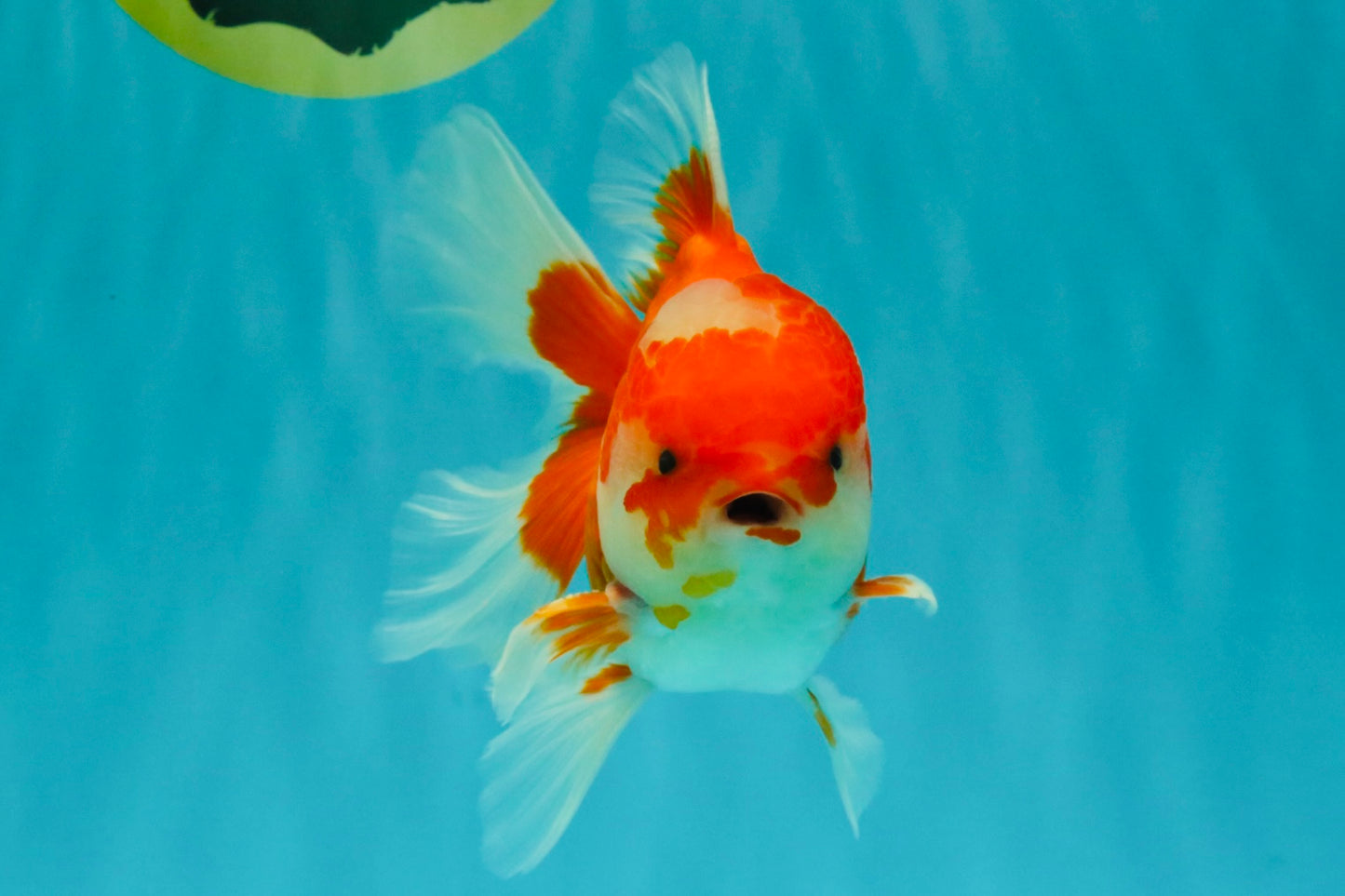 A Grade Red White Oranda Male 5.5  inches #073126OR_10