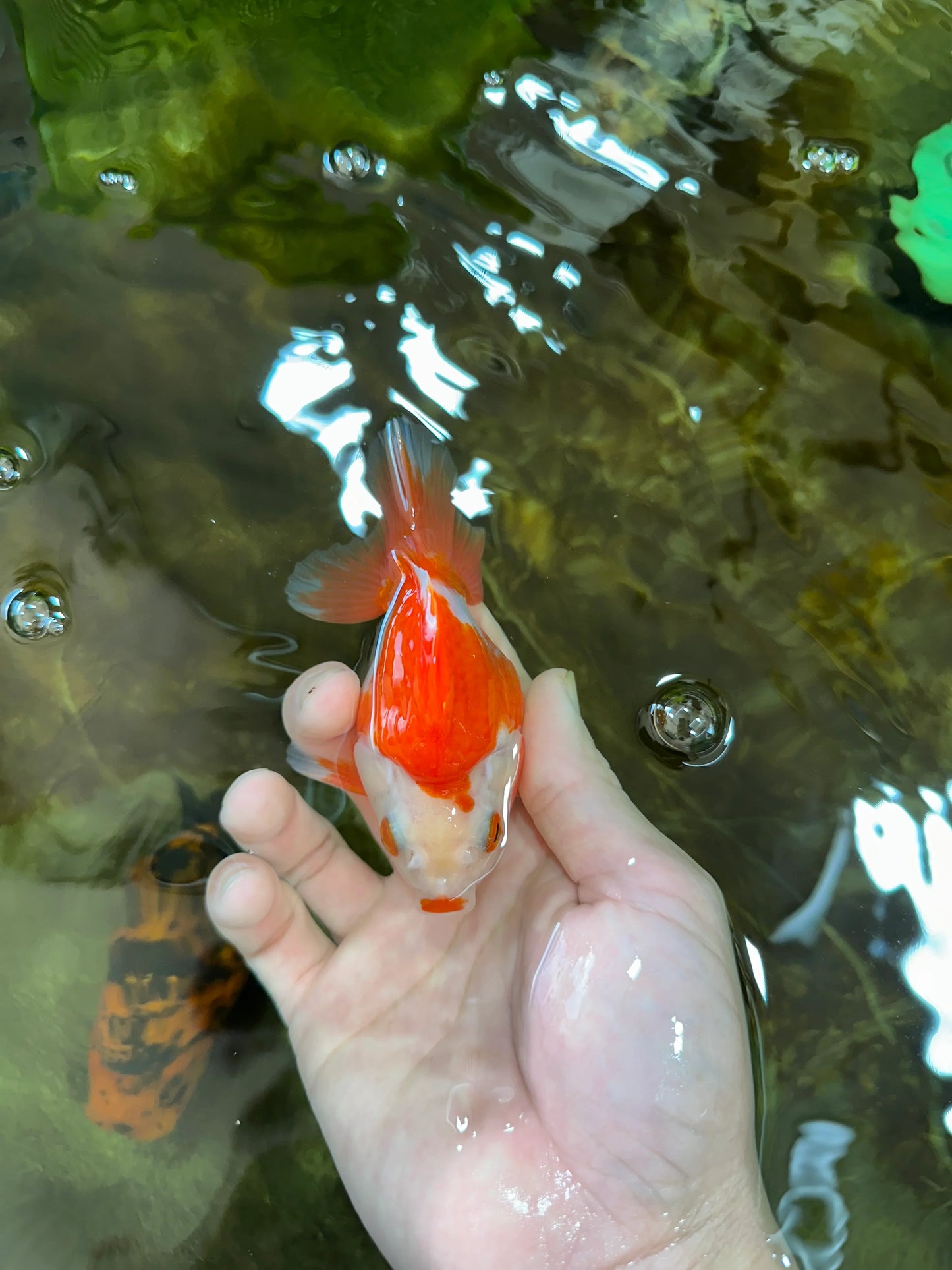 3rd Runner Up SHOW GRADE Red White Ryukin Male 3.5-4 inches #053025RK_9999