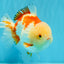 CHUBBY A Grade Red White Yuanbao Male 6 inches #041026YB_26